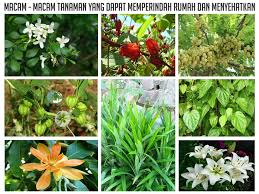 Berbagai jenis atau macam batu. Tanaman Obat Keluarga Dengan Konsep Urban Farming Bagian 1 Tanilink