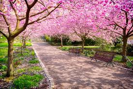 Kwanzan cherry trees primarily grow in east potomac park. Growing Cherry Trees In New Jersey Trees Unlimited