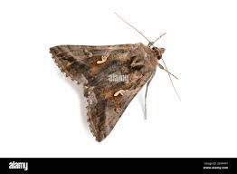 Image result for Autographa gamma