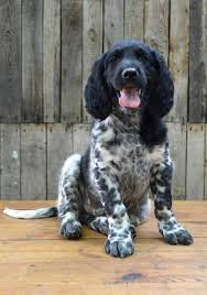 Image result for Velký münsterlandský ohař