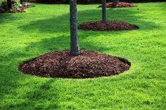Check spelling or type a new query. 16 Best Mulch Around Trees Ideas In 2021 Mulch Around Trees Landscaping Around Trees Backyard Landscaping