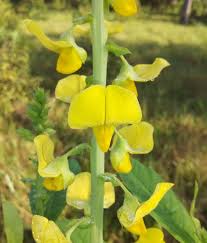 Image result for Crotalaria