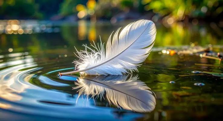Fond Eau Sur Plume , 27,164+ Images de Fond et Photos Pour Téléchargement Gratuit | Pngtree