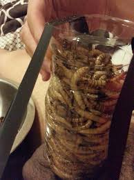 First try superworms. Nice chunk was eaten | MOTHERLESS.COM ™