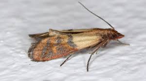 Pantry moths (indian meal moth, plodia interpunctella). How Did I Get Indian Meal Moths Griffin Pest Solutions