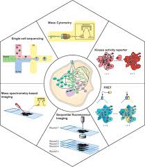 With an emphasis on clarity and brevity, it features a streamlined and updated format and the absolute essence of the subject, presented in a concise and readily understandable. Profiling Cell Signaling Networks At Single Cell Resolution Molecular Cellular Proteomics