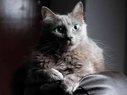 Mar 12, 2021 · grey kitten names when you are picking out names for gray kittens, and your little one is still just a tiny ball of fluff, you may not yet have enough information about his personality, habits, preferences or cute quirks to pick a descriptive name on that basis alone. 10 Cat Breeds That Have Blue Colored Coats