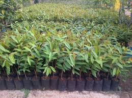 Durian musang king merupakan jenis durian yang berasal dari malaysia. Bibit Durian Musang King Asli Terungkap 0813 2711 9234