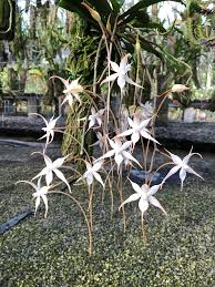 Image result for Aeranthes africana