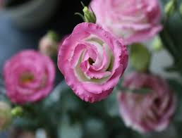 Nama bunga cempaka ini berasal dari bahasa sansekerta. Fantastis Inilah 10 Bunga Paling Mahal Di Dunia Hingga Tak Ternilai