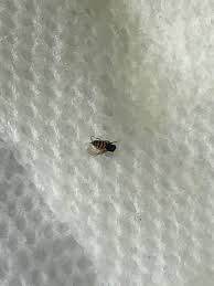 Spring is the season for biting insects such as black flies and mosquitoes in algonquin park. Small Black Bug With White Spots 641839 Ask Extension