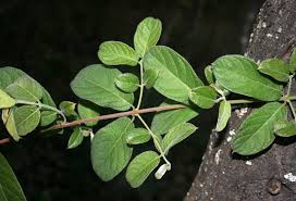 Image result for Combretum molle