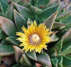 Image result for Nananthus