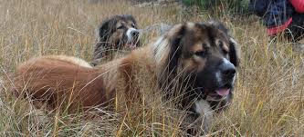 Резултат с изображение за кавказка овчарка