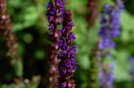 A fantastic nectar source for the bees. 14 Best Landscape Plants With Purple Flowers