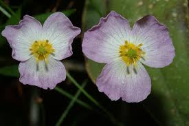 Image result for Alismataceae