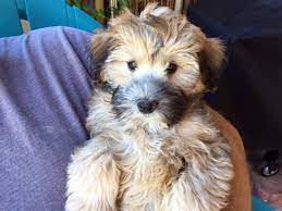 Miniature Whoodles Wheaten Whoodle World Whoodle Dog Whoodle Puppy Cute Dogs Breeds