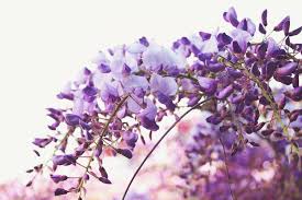 Fiore viola petalo, fiore viola portatile petalo, galleggiante petali viola, arte, galleggiante png. Glicine Magia A Grappoli Dipinto Succi