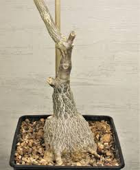 Image result for Fockea multiflora