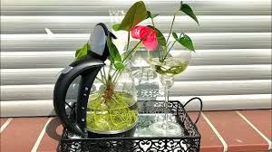 Anthurium In Water Anthurium Plant Anthurium Indoor Flowering Plants