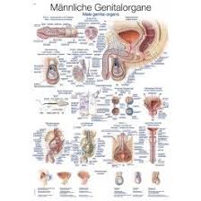 Male human anatomy muscles diagram chart art print stand or hang wood frame display poster print 9x13 5.0 out of 5 stars 4. Chart Male Genital Organs