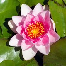 Image result for Nymphaea lotus