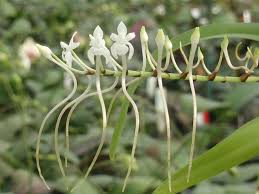 Image result for Rangaeris muscicola