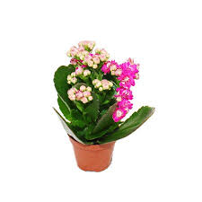 Image result for Kalanchoe rosalina