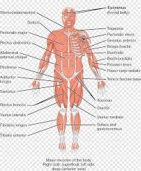 Maybe you would like to learn more about one of these? Tubuh Manusia Kerangka Otot Kerangka Manusia Anatomi Manusia Yang Lain Sudut Tangan Yang Lain Png Pngwing