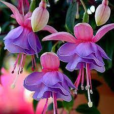 We did not find results for: Buy Seeds Rare Many Color Snow Fuchsia Nice Lantern Flower Golden Bell Plants Online Get 69 Off