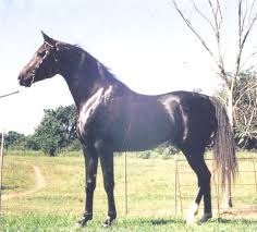 Kai on jingle bells (haflinger gelding), jolene on sde dark brotherhood (morgan gelding), shi on sde titanic (american bashkir curly mare), and scotty (male scottish terrier). What Are Malabar Arabian Horses East West Equestrian Arts