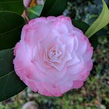 Camellia Japonica Grace Albritton Beautiful Flowers Camellia Flower Vases