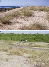 Image result for Halopyrum mucronatum