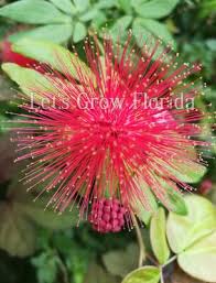Image result for Calliandra haematocephala