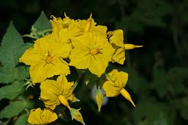 Image result for Solanum schumannianum