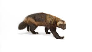 Image result for wolverine