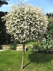 Complete Growing Info Hakuro Nishiki Dappled Willow Dappled Willow Dappled Willow Tree Specimen Trees