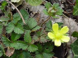 Image result for Duchesnea indica