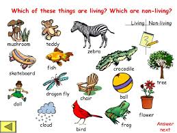How do i use living and nonliving things photo sorting activity? Living And Non Living Things Powerpoint 1