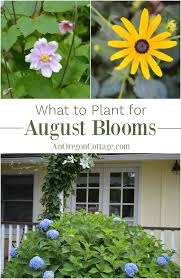 Jul 26, 2021 · #cropstoplantinaugust #latesummergarden garden #withme in this video, i go over 18 crops to plant in august. What To Plant For August Blooms An Oregon Cottage