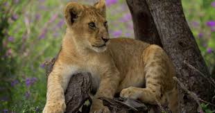 Pin On Zoo Wildlife Careers