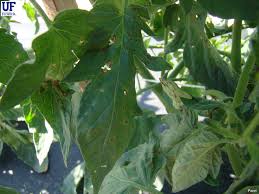 Image result for tomato seedling xanthomonas vesicatoria