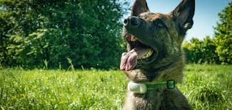 En mardröm som hundägare är om din hund plötsligt är borta. Testbericht Prothelis Gps Tracker Greta
