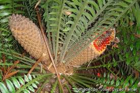 Image result for Encephalartos