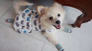 Check spelling or type a new query. A Shih Tzu Pomeranian Japanese Spitz And Poodle Mix Pupper 9gag
