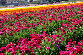 Send flowers for any occasion. Flower Fields Forever Picture Of The Flower Fields At Carlsbad Ranch Carlsbad Tripadvisor