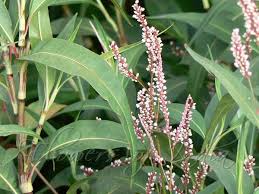 Image result for Persicaria barbata
