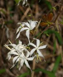 Image result for Ancylobothrys