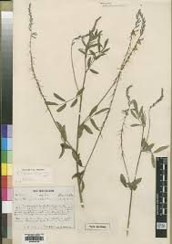 Image result for Indigofera ischnoclada