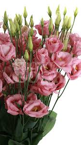 Lisianthus D Rosita Rose Pink Prostye Cvetochnye Kompozicii Krasivye Cvety Cvetok